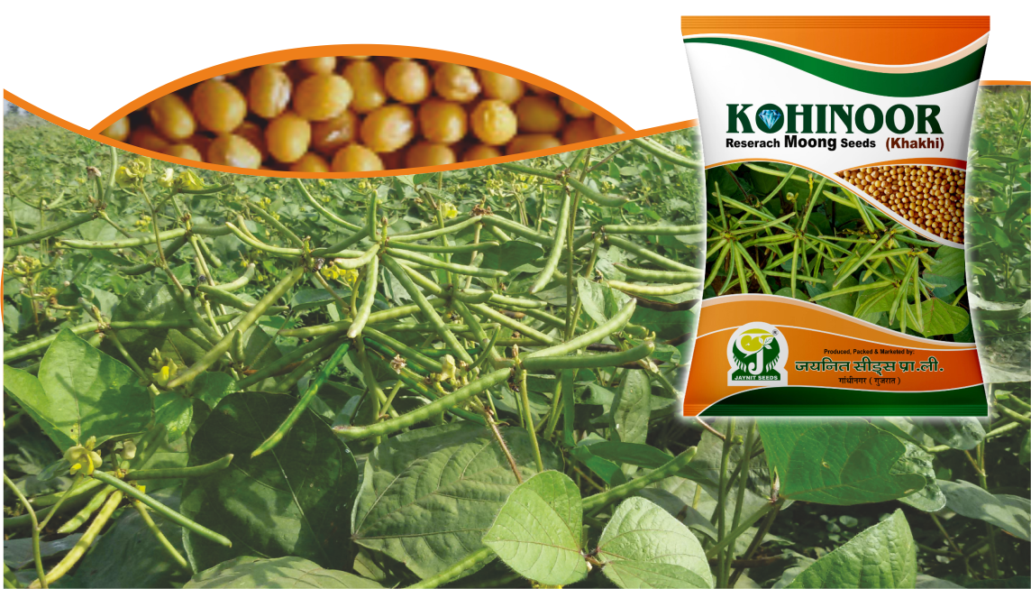 Research Green Gram (Moong) : Jaynit KOHINOOR